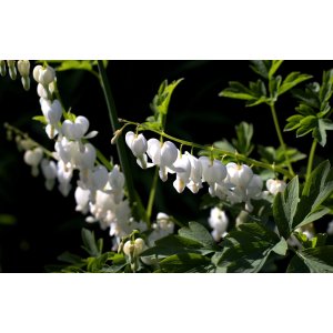Srdcovka nádherná (Dicentra spectabilis) ´ALBA´ kont. C2L