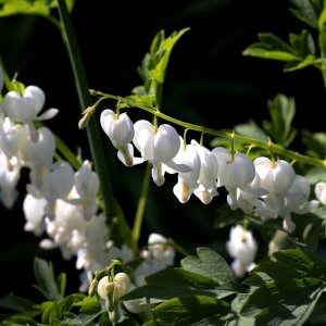 Srdcovka nádherná (Dicentra spectabilis) ´ALBA´, kont. C2L