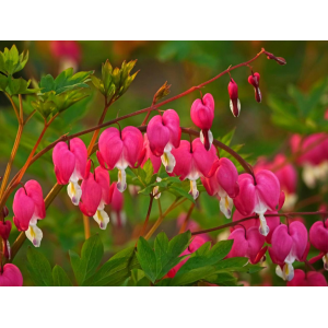 Srdcovka nádherná (Dicentra spectabilis) ´VALENTINE´ - kont. C1L
