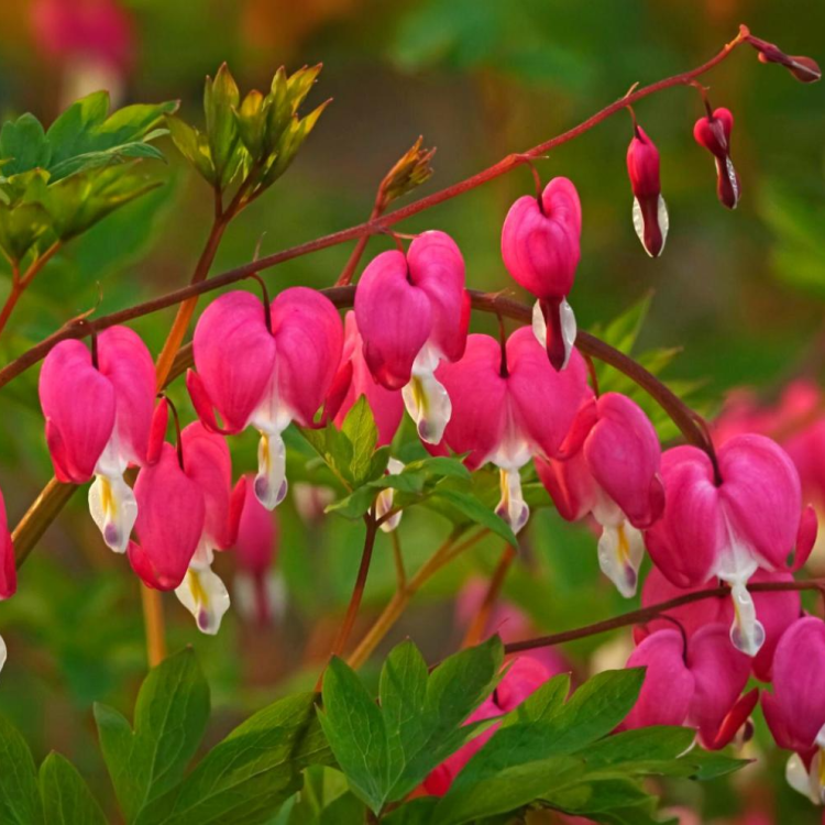 Srdcovka nádherná (Dicentra spectabilis) ´VALENTINE´ - kont. C1L