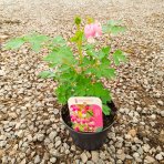 Srdcovka nádherná (Dicentra spectabilis) ´VALENTINE´ - kont. P13