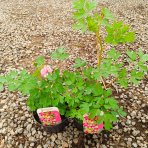 Srdcovka nádherná (Dicentra spectabilis) ´VALENTINE´ - kont. P13