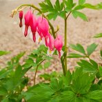 Srdcovka nádherná (Dicentra spectabilis) ´VALENTINE´ - kont. P13