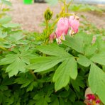 Srdcovka nádherná (Dicentra spectabilis) ´VALENTINE´ - kont. P13