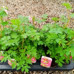 Srdcovka nádherná (Dicentra spectabilis) ´VALENTINE´ - kont. P13