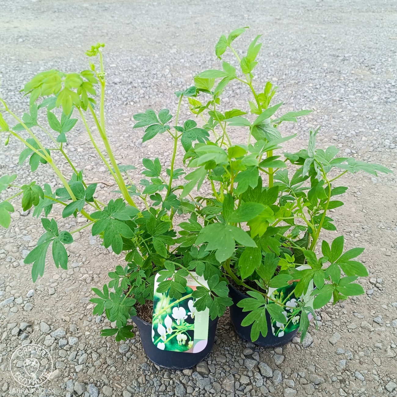 Obrázok Srdcovka nádherná (Dicentra spectabilis) ´ALBA´ kont. P13