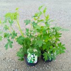 Srdcovka nádherná (Dicentra spectabilis) ´ALBA´ kont. P13