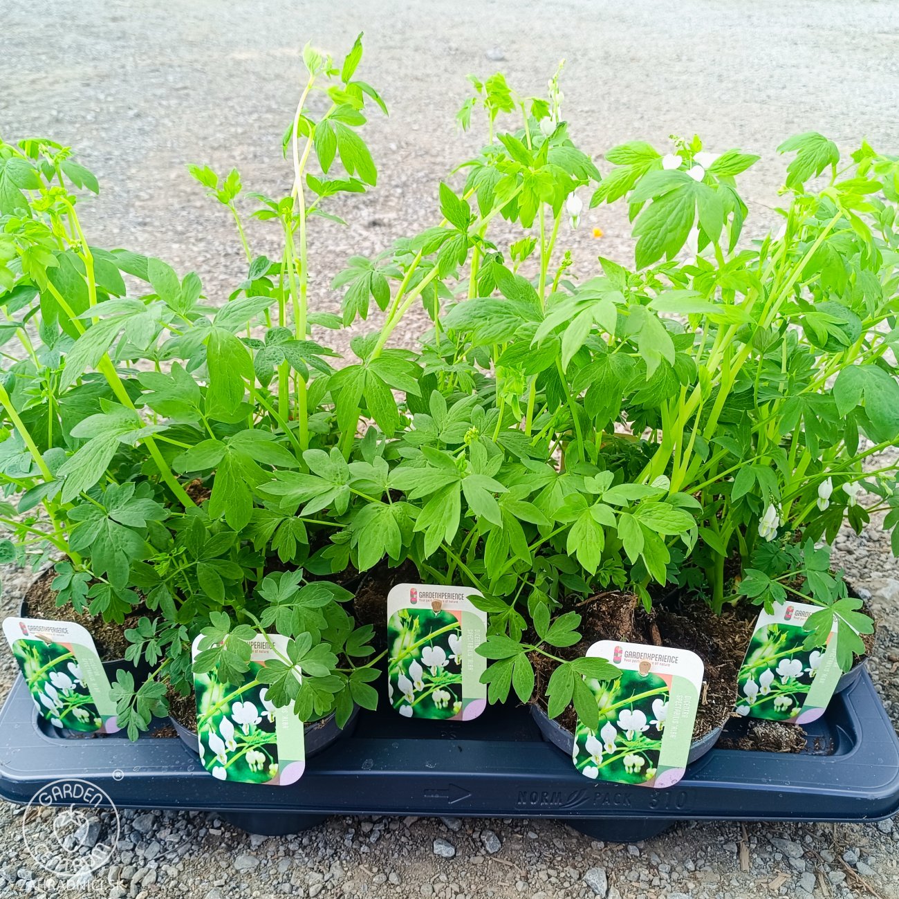 Obrázok Srdcovka nádherná (Dicentra spectabilis) ´ALBA´ kont. P13