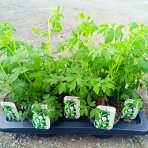 Srdcovka nádherná (Dicentra spectabilis) ´ALBA´ kont. P13