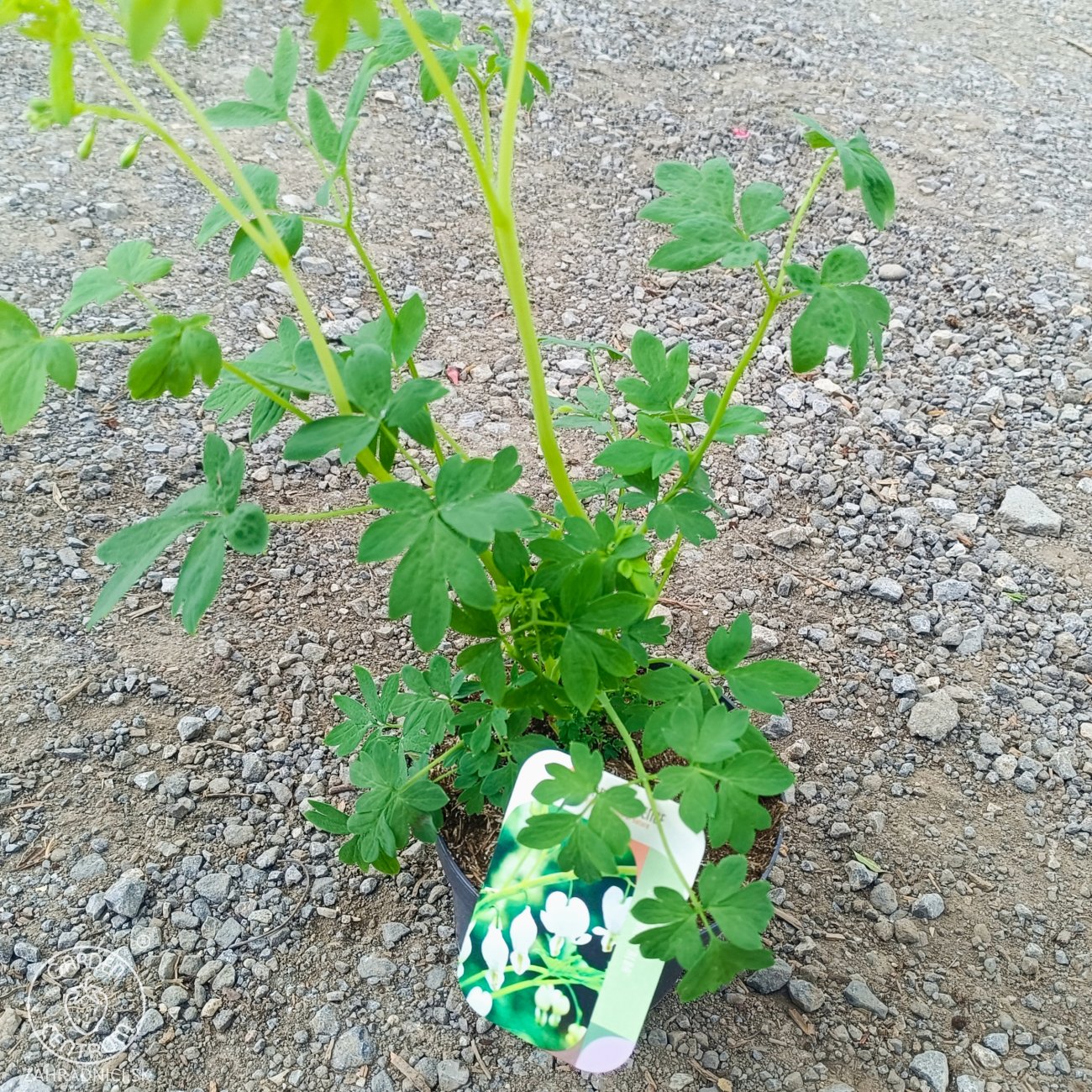 Obrázok Srdcovka nádherná (Dicentra spectabilis) ´ALBA´ kont. P13