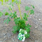 Srdcovka nádherná (Dicentra spectabilis) ´ALBA´ kont. P13
