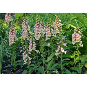 Náprstník (Digitalis purpurea) ´DALMATIAN F1 PEACH´ kont. C1.5L