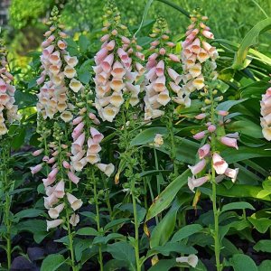 Náprstník (Digitalis purpurea) ´CASTOR PEACH´, kont. C1.5L