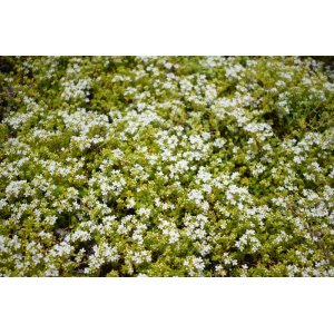 Dúška včasná (Thymus praecox) ´ALBIFLORUS´ kont. P9