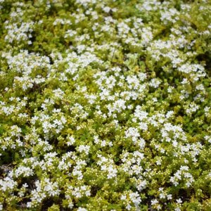 Dúška včasná (Thymus praecox) ´ALBIFLORUS´, kont. P9