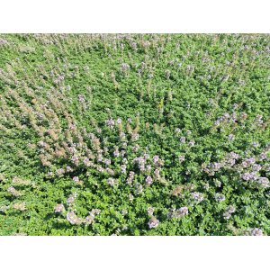 Dúška tymianová (Thymus Vulgaris) kont. P9