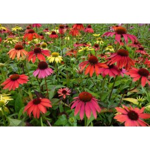 Echinacea purpurová (Echinacea purpurea) ´CHEYENNE SPIRIT´ kont. C1.5L