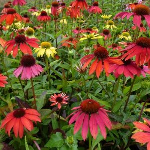 Echinacea purpurová (Echinacea purpurea) ´CHEYENNE SPIRIT´, kont. C1.5L