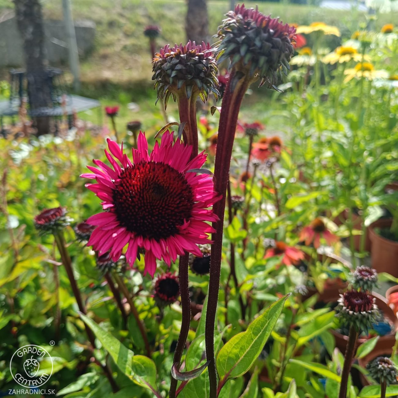 Obrázok Echinacea purpurová (Echinacea purpurea) ´FATAL ATTRACTION´ - kont. C2L