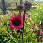 Echinacea purpurová (Echinacea purpurea) ´FATAL ATTRACTION´ - kont. C2L
