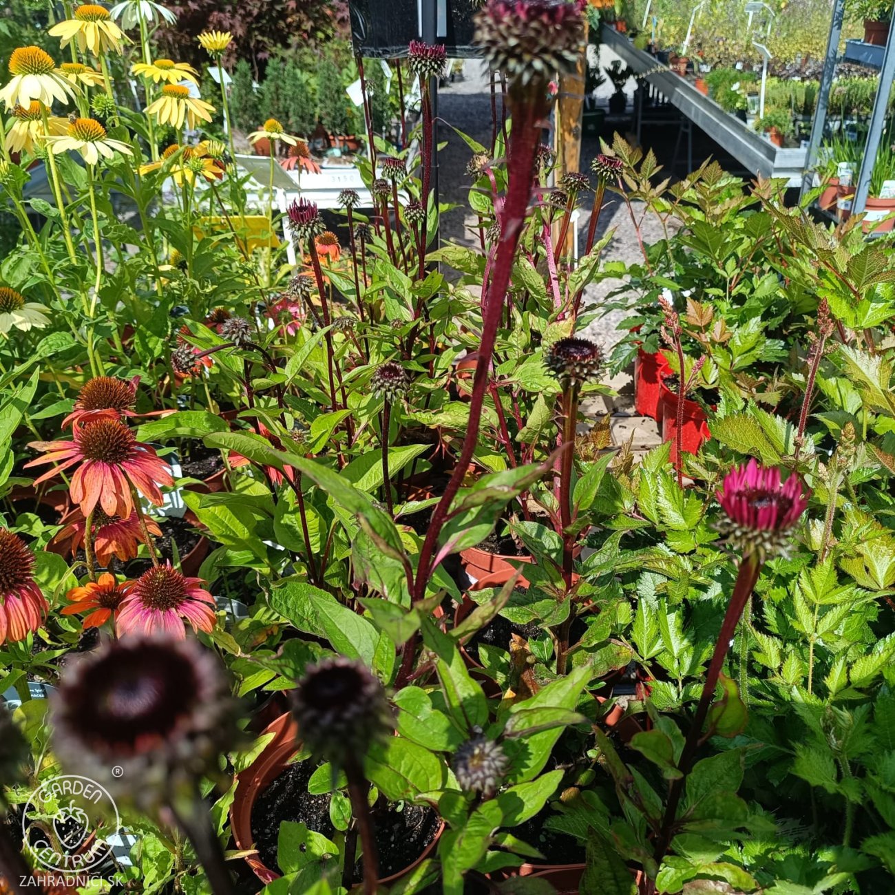 Obrázok Echinacea purpurová (Echinacea purpurea) ´FATAL ATTRACTION´ - kont. C2L