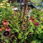 Echinacea purpurová (Echinacea purpurea) ´FATAL ATTRACTION´ - kont. C2L