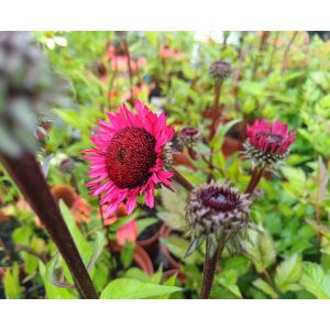 Echinacea purpurová (Echinacea purpurea) ´FATAL ATTRACTION´ - kont. C2L