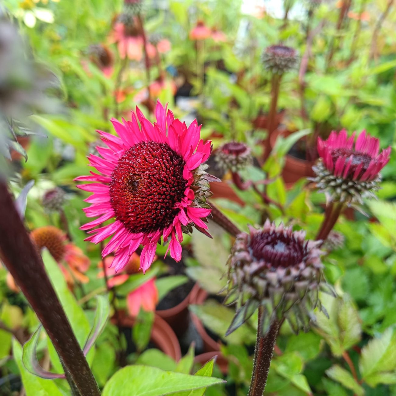 Obrázok Echinacea purpurová (Echinacea purpurea) ´FATAL ATTRACTION´ - kont. C2L