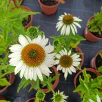 Echinacea purpurová (Echinacea pupurea) ´FEELING WHITE´®  - kont. C2L