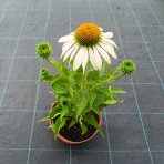 Echinacea purpurová (Echinacea pupurea) ´FEELING WHITE´®  - kont. C2L