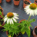 Echinacea purpurová (Echinacea pupurea) ´FEELING WHITE´®  - kont. C2L