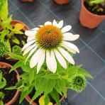Echinacea purpurová (Echinacea pupurea) ´FEELING WHITE´®  - kont. C2L