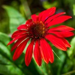 Echinacea purpurová (Echinacea purpurea) ´RED´ - C1L