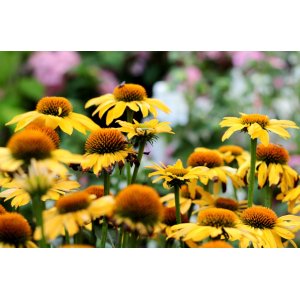  Echinacea purpurová (Echinacea purpurea) ´SUMMER BREEZE´ kont. C1.5L