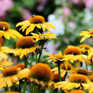  Echinacea purpurová (Echinacea purpurea) ´SUMMER BREEZE´, kont. C1.5L