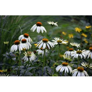 Echinacea purpurová (Echinacea Purpurea) ´ALBA´ kont. P9