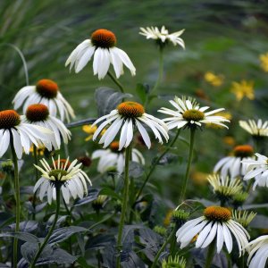 Echinacea purpurová (Echinacea Purpurea) ´ALBA´, kont. P9