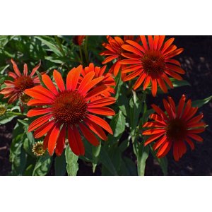 Echinacea purpurová (Echinacea purpurea) ´JULIA´ kont. C1.5L