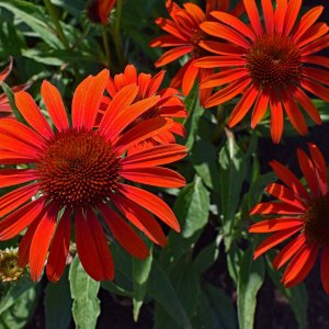 Echinacea purpurová (Echinacea purpurea) ´JULIA´, kont. C1.5L