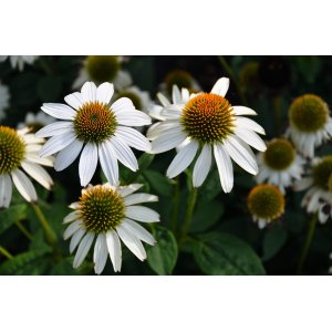 Echinacea purpurová (Echinacea pupurea) ´FEELING WHITE´®  kont. C1.5L