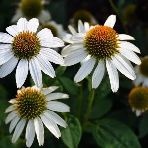 Echinacea purpurová (Echinacea pupurea) ´PRIMADONNA WHITE´® , kont. C1.5L