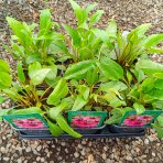 Echinacea purpurová (Echinacea purpurea) ´MAGNUS´ - kont. C2L