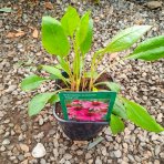 Echinacea purpurová (Echinacea purpurea) ´MAGNUS´ - kont. C2L