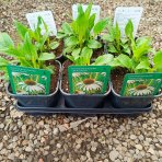 Echinacea purpurová (Echinacea Purpurea) ´WHITE SWAN´ - kont. C2L