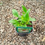 Echinacea purpurová (Echinacea Purpurea) ´WHITE SWAN´ - kont. C2L