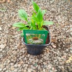 Echinacea purpurová (Echinacea Purpurea) ´WHITE SWAN´ - kont. C2L