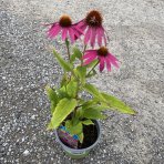 Echinacea purpurová (Echinacea purpurea) ´WILD BERRY´ kont. C1.5L
