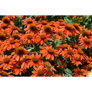 Echinacea purpurová (Echinacea purpurea) ´SKIPPER ORANGE´ kont. C1L