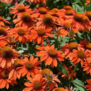 Echinacea purpurová (Echinacea purpurea) ´KISMET INTENSE ORANGE´, kont. C1L