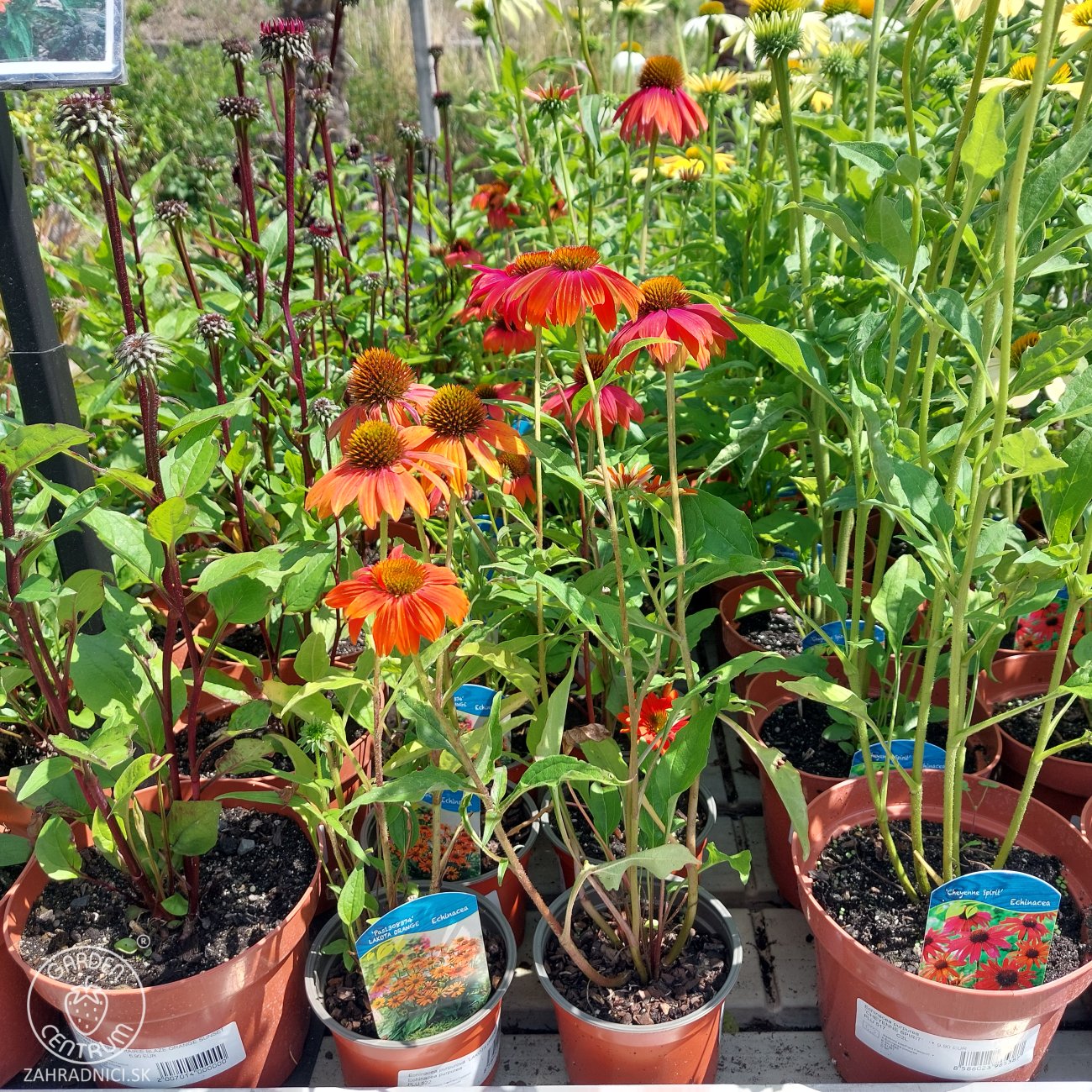 Obrázok Echinacea purpurová (Echinacea purpurea) ´LAKOTA RED´ - C1L